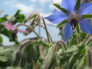 borage-flowering-tops