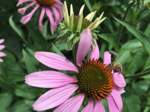 honeybee on echinacea flower